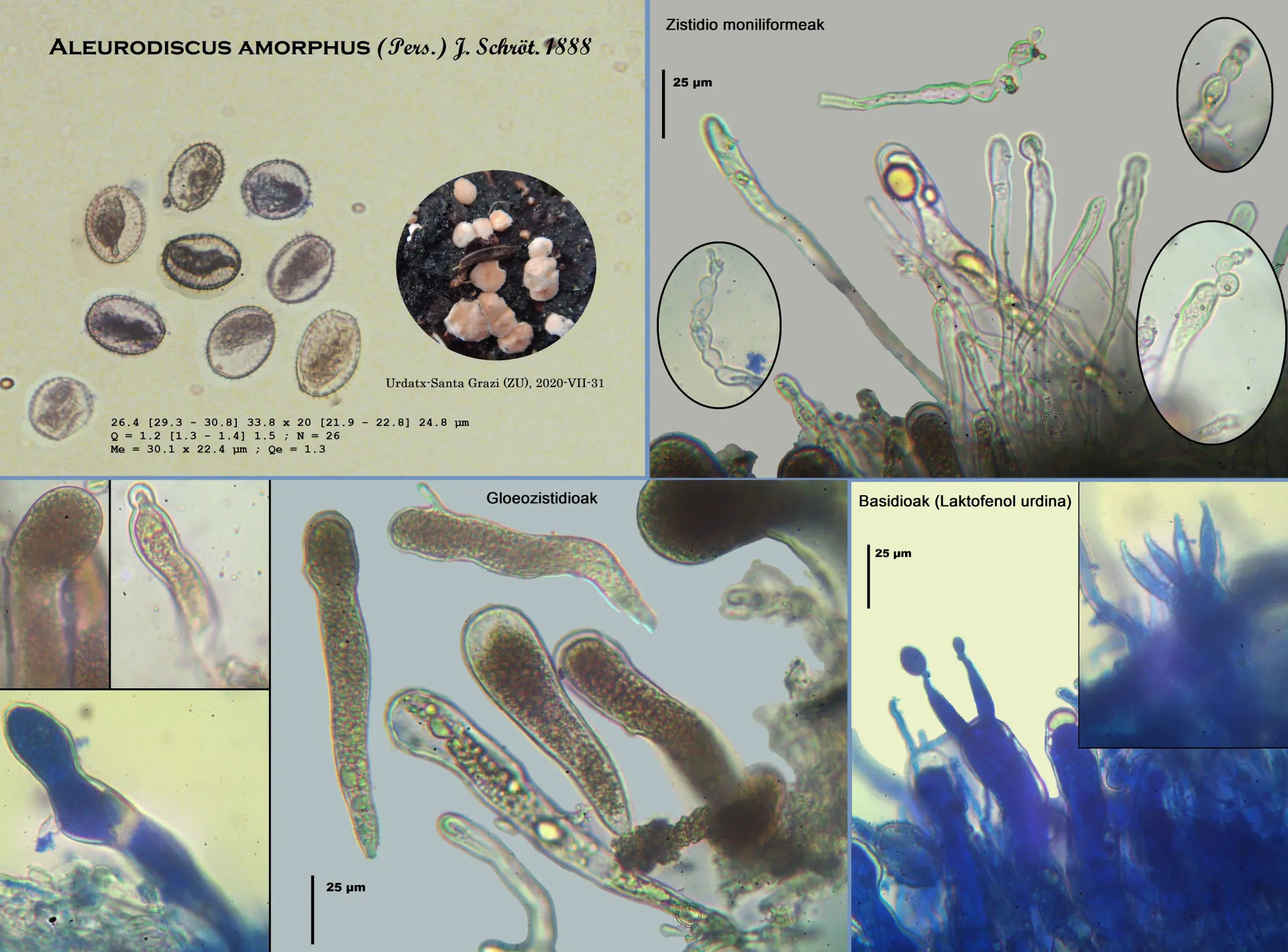 aleurodiscus fitxea